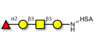 Blood group H antigen tetraose type 4 grafted on HSA