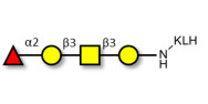 Blood group H antigen tetraose type 4 grafted on KLH
