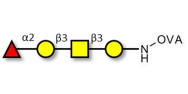 Blood group H antigen tetraose type 4 grafted on OVA