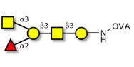 Blood group A antigen pentaose type 4 grafted on OVA