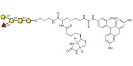 Blood group B antigen pentaose type 4 linked to biotin and fluorescein (Linker-BT-FLUO A)