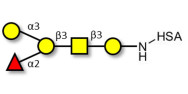 Blood group B antigen pentaose type 4 grafted on HSA