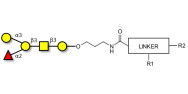 Blood group B antigen pentaose type 4 with customizable dual functionalization 