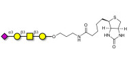 Stage-Specific Embryonic Antigen-4 tetraose (SSEA-4 tetraose) linked to biotin (Linker-BT B)