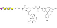 Stage-Specific Embryonic Antigen-4 tetraose (SSEA-4 tetraose) linked to biotin and fluorescein (Linker-BT-FLUO A)