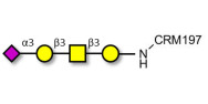 Stage-Specific Embryonic Antigen-4 tetraose (SSEA-4 tetraose) grafted on CRM197