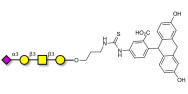 Stage-Specific Embryonic Antigen-4 tetraose (SSEA-4 tetraose) linked to fluorescein (Linker-FLUO A)