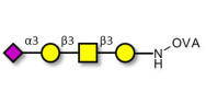 Stage-Specific Embryonic Antigen-4 tetraose (SSEA-4 tetraose) grafted on OVA