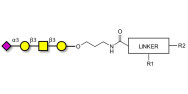 Stage-Specific Embryonic Antigen-4 tetraose (SSEA-4 tetraose) with customizable dual functionalization 