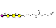 Stage-Specific Embryonic Antigen-4 tetraose (SSEA-4 tetraose) with terminal alkyne (Linker-CΞCH C)