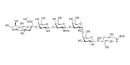 Stage-Specific Embryonic Antigen-4 hexaose (SSEA-4 hexaose) grafted on BSA