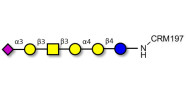 Stage-Specific Embryonic Antigen-4 hexaose (SSEA-4 hexaose) grafted on CRM197
