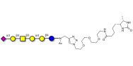 Stage-Specific Embryonic Antigen-4 hexaose (SSEA-4 hexaose) linked to desthiobiotin (Linker-DBT-A)