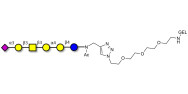 Stage-Specific Embryonic Antigen-4 hexaose (SSEA-4 hexaose) grafted on gel for affinity chromatography (Linker-GEL A)