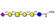 Stage-Specific Embryonic Antigen-4 hexaose (SSEA-4 hexaose) grafted on HSA