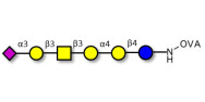 Stage-Specific Embryonic Antigen-4 hexaose (SSEA-4 hexaose) grafted on OVA