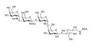 Forssman antigen pentaose grafted on BSA