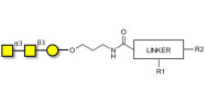 Forssman antigen triose with customizable dual functionalization 