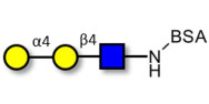 Globotriose analogue type 2 grafted on BSA