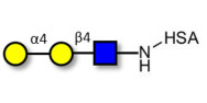 Globotriose analogue type 2 grafted on HSA