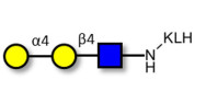 Globotriose analogue type 2 grafted on KLH