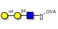 Globotriose analogue type 2 grafted on OVA