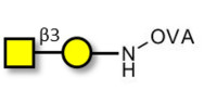 Gb4 Globoside terminal grafted on OVA