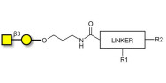 Gb4 Globoside terminal with customizable dual functionalization 