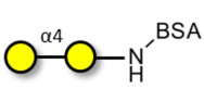 α1-4 galactobiose grafted on BSA