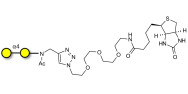 α1-4 galactobiose linked to biotin (Linker-BT A)