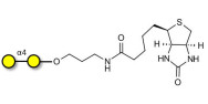 α1-4 galactobiose linked to biotin (Linker-BT B)