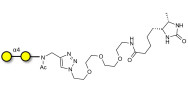 α1-4 galactobiose linked to desthiobiotin (Linker-DBT-A)