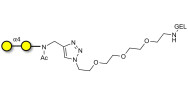 α1-4 galactobiose grafted on gel for affinity chromatography (Linker-GEL A)