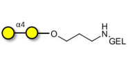 α1-4 galactobiose grafted on gel for affinity chromatography (Linker-GEL B)