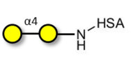 α1-4 galactobiose grafted on HSA