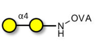 α1-4 galactobiose grafted on OVA