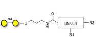 α1-4 galactobiose with customizable dual functionalization 