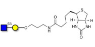 GlcNAcβ1-3Gal linked to biotin (Linker-BT B)