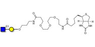 GlcNAcβ1-3Gal linked to biotin (Linker-BT C)