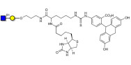 GlcNAcβ1-3Gal linked to biotin and fluorescein (Linker-BT-FLUO A)