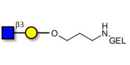 GlcNAcβ1-3Gal grafted on gel for affinity chromatography (Linker-GEL B)