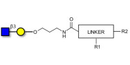 GlcNAcβ1-3Gal with customizable dual functionalization 