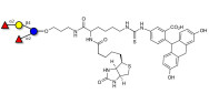 2',2-Difucosyllactose linked to biotin and fluorescein (Linker-BT-FLUO A)