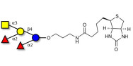 Fucosyl A antigen pentaose type 5 linked to biotin (Linker-BT B)
