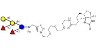 Fucosyl B antigen pentaose type 5 linked to biotin (Linker-BT A)