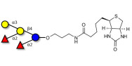 Fucosyl B antigen pentaose type 5 linked to biotin (Linker-BT B)