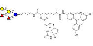 Fucosyl B antigen pentaose type 5 linked to biotin and fluorescein (Linker-BT-FLUO A)