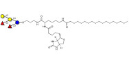 Fucosyl B antigen pentaose type 5 linked to biotin and stearic chain (Linker-BT-STEA A)