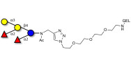 Fucosyl B antigen pentaose type 5 grafted on gel for affinity chromatography (Linker-GEL A)