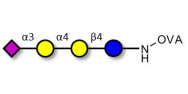 Sialylated globotriose grafted on OVA
